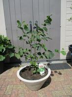 Hazelnoot boom - Corylus avallanta Garibaldi, Ophalen, 100 tot 250 cm, Overige soorten, Lente