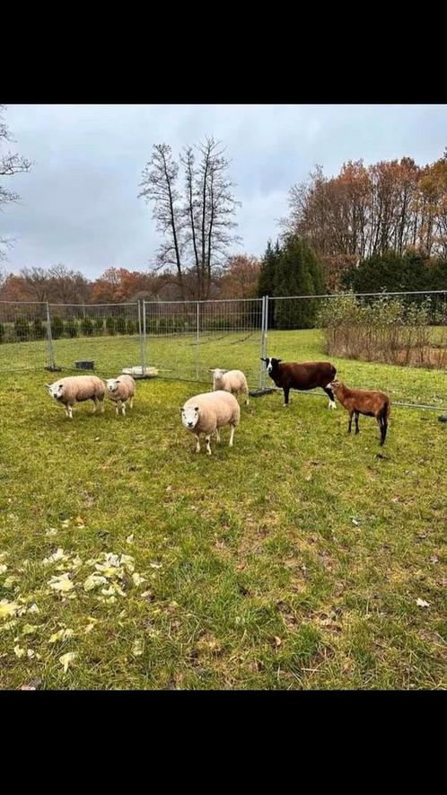 Swifter schapen, Dieren en Toebehoren, Stalling en Weidegang