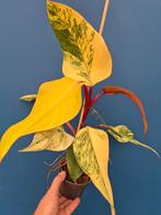 Philodendron Strawberry Shake p12 (2), Huis en Inrichting, Kamerplanten, Ophalen of Verzenden, Halfschaduw, Minder dan 100 cm