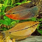 Trichopodus leerii, Diamant Goerami, Dieren en Toebehoren, Vis