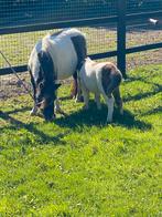 Mooie drachtige merrie, Merrie