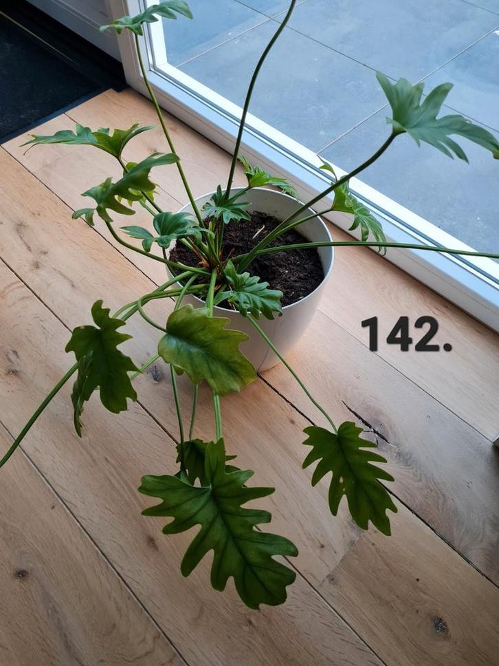 Kamerplant, philodendron xanadu, Huis en Inrichting, Kamerplanten, Overige soorten, Minder dan 100 cm, Ophalen of Verzenden