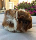 Jong cavia mannetje (peruvian x borstel ), Dieren en Toebehoren, Juli, Mannelijk, Cavia