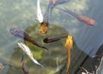Mix Japanse rijstvis, Medaka, mini-koi, Dieren en Toebehoren, Vissen | Aquariumvissen, Vis, Zoetwatervis, Schoolvis