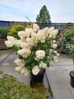 Pluimhortensia, schapenkop hortensia, Tuin en Terras, Ophalen, Zomer, Overige soorten, Halfschaduw