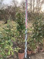 Mooie grotere Elaeagnus Ebbingei ( Olijfwilg ) groenblijvend, Tuin en Terras, Planten | Struiken en Hagen, Ophalen, Liguster, Haag