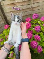Nog een lief kitten zoekt gouden mandje!, Dieren en Toebehoren, Katten en Kittens | Raskatten | Korthaar, Meerdere dieren, Gechipt