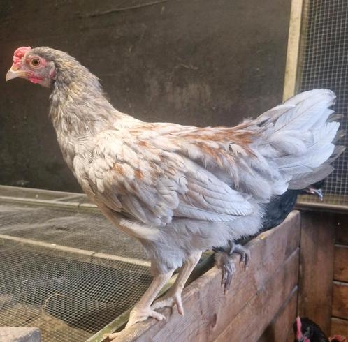 Groenlegger hanen aangeboden, Dieren en Toebehoren, Pluimvee, Kip, Mannelijk