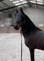 Te koop PRE Andalusiër, Dieren en Toebehoren, Paarden, Merrie, Minder dan 160 cm, B, Gechipt