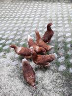 Te koop leghennen van circa 1,5 jaar oud, Dieren en Toebehoren, Pluimvee, Vrouwelijk, Kip