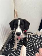 Puppy te koop, Dieren en Toebehoren, Honden | Niet-rashonden, Particulier, 15 weken tot 1 jaar, Buitenland, Teef