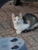 zwerkittens van + 3 maanden zoeken een thuis, Dieren en Toebehoren, Katten en Kittens | Overige Katten, Meerdere dieren, Kortharig