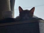 Kitten meissie bubbles zoekt een warm thuis, Dieren en Toebehoren, Katten en Kittens | Overige Katten, Poes, Kortharig, 0 tot 2 jaar