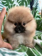 Pomeriaan, Dieren en Toebehoren, Overige rassen, 8 tot 15 weken, Buitenland, Teef