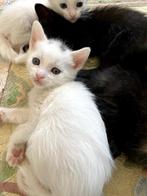 half Siamese kittens, Geslacht onbekend, Ontwormd, 0 tot 2 jaar