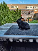 Kleurdwerg zwarte voedster., Dieren en Toebehoren, Konijnen, Vrouwelijk, Dwerg