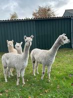 Alpaca merrie s, Dieren en Toebehoren, Mei, Vrouwelijk