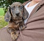 Korthaar Dwerg teckel pups, Nederland, CDV (hondenziekte), 8 tot 15 weken, Korthaar