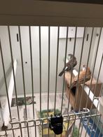 2 bichenows, Dieren en Toebehoren, Vogels | Overige Vogels, Vrouwelijk