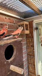 3 jonge Bourkes Opeline parkieten, Dieren en Toebehoren, Vogels | Parkieten en Papegaaien, Meerdere dieren, Parkiet, Geringd