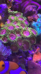 Pink diamond zoanthus, Overige typen