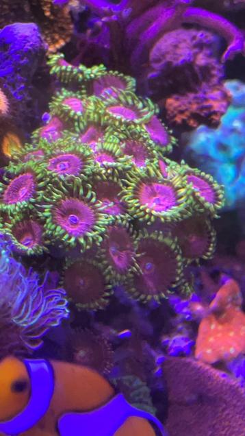 Pink diamond zoanthus beschikbaar voor biedingen