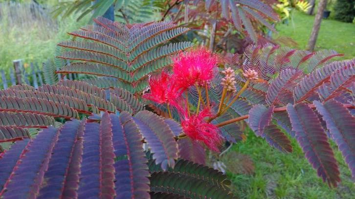Albizia Evi's Pride / hoogstam / slaapboom / nieuw !!!!, Tuin en Terras, Planten | Bomen, Bolboom, 400 cm of meer, Volle zon, Zomer