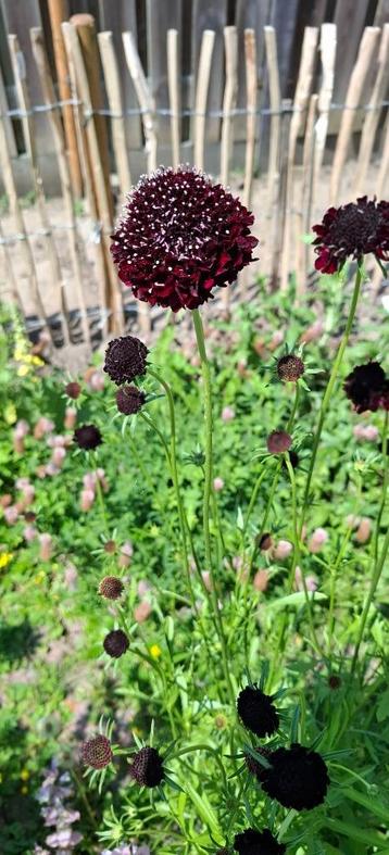 Scabiosa Black Knight beschikbaar voor biedingen