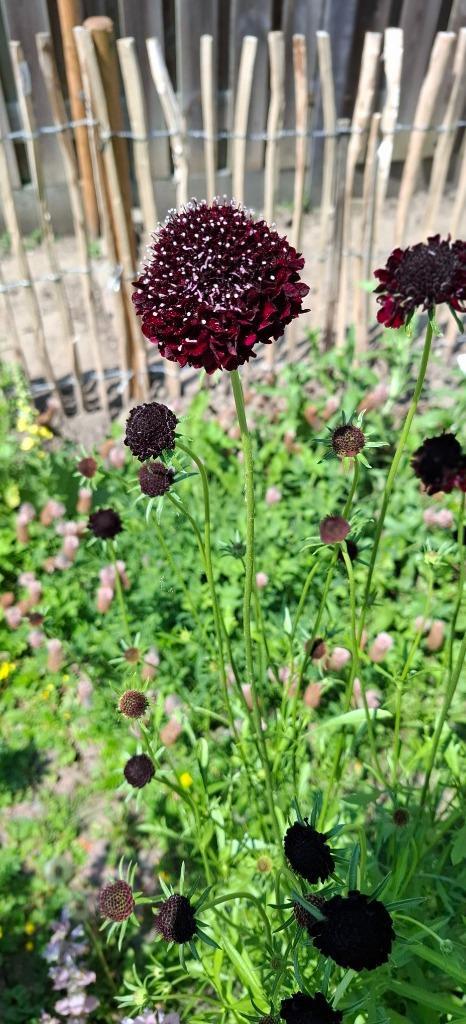 Scabiosa Black Knight, Tuin en Terras, Bloembollen en Zaden, Zaad, Voorjaar, Volle zon, Ophalen of Verzenden