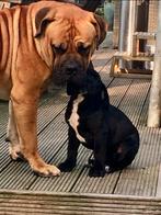 Boerdeaux boerboel x Bordeauxdog nog 1 teefje beschikbaar, Dieren en Toebehoren, Honden | Bulldogs, Pinschers en Molossers, Rabiës (hondsdolheid)