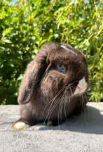 Prachtig minilop x nhd rammetje havanna blue eye, Mannelijk, Dwerg, Hangoor, 0 tot 2 jaar