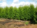 Coniferen Thuja Brabant, Ophalen, Conifeer, Haag, 100 tot 250 cm