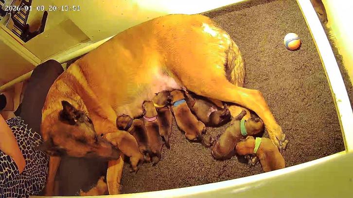 Mechelse herder met puppy’s, Hobby en Vrije tijd, Overige Hobby en Vrije tijd, Zo goed als nieuw, Ophalen