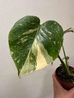 Monstera Thai Con., Ophalen of Verzenden, Overige soorten, Minder dan 100 cm