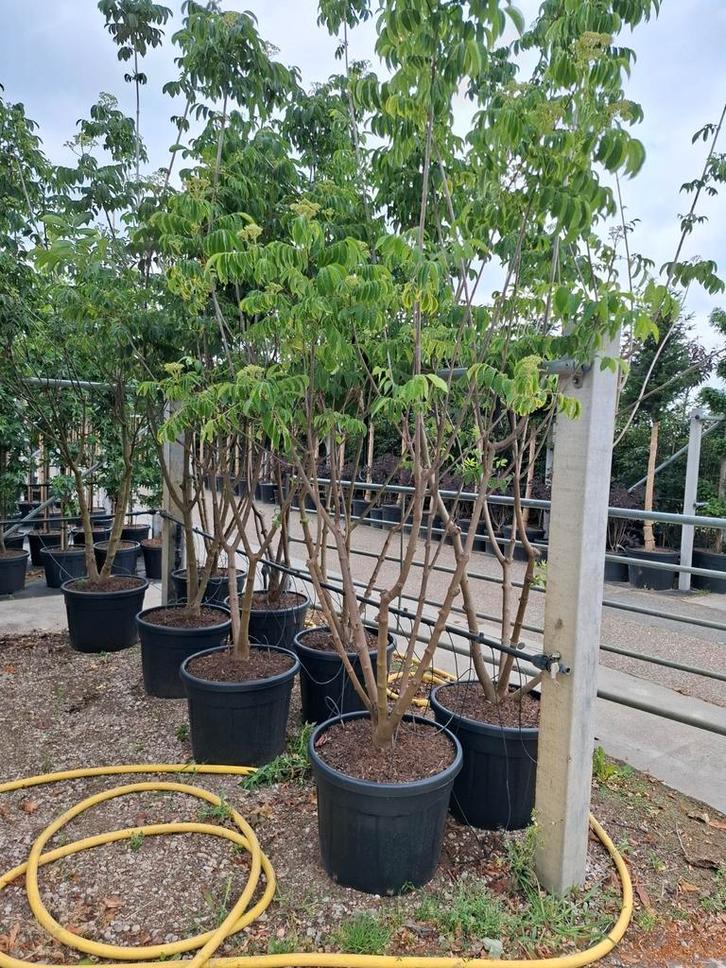 meerstammige bijenboom Tetradium daniellii, Tuin en Terras, Planten | Bomen, Ophalen