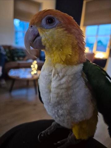 Roestkop caique (man) met kooi zoekt een 4-ever home beschikbaar voor biedingen