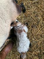 Paplam, Mannelijk, Schaap, 0 tot 2 jaar