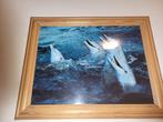 Dolfijnen foto in lijst van glas zgan, Ophalen, Minder dan 50 cm, Zo goed als nieuw, Schilderij