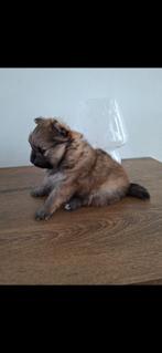 Pomeriaan/ pomeranian / dwergkees teefje, Dieren en Toebehoren, Honden | Poolhonden, Keeshonden en Oertypen, Keeshond, 8 tot 15 weken