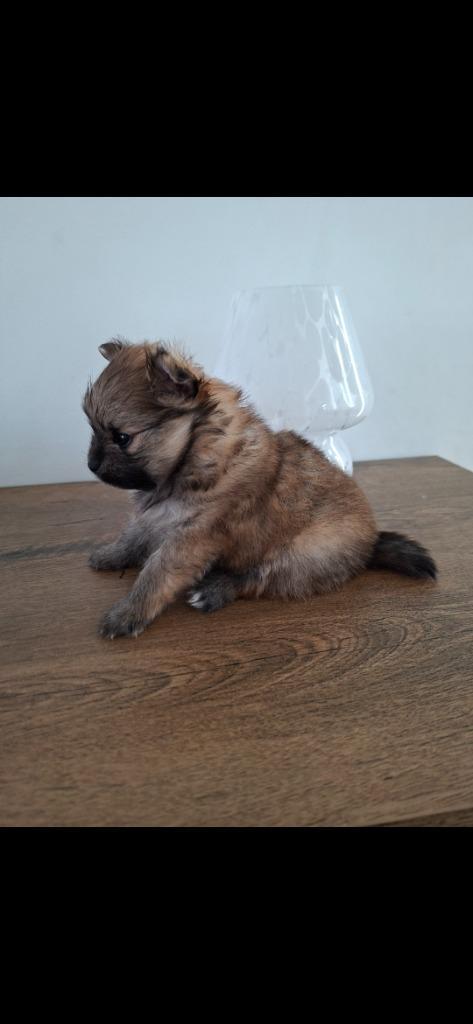 Pomeriaan/ pomeranian / dwergkees teefje, Dieren en Toebehoren, Honden | Poolhonden, Keeshonden en Oertypen, Teef, Keeshond, Particulier