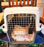Transport bak voor kleine hond/grote kat, Ophalen