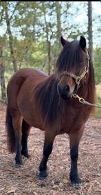🩷Schitterende Bruine Stamboekmerrie!!!103cm🩷, Dieren en Toebehoren, Pony's, Merrie, Gechipt, Zadelmak, A pony (tot 1.17m)