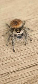 Springspinnen, Dieren en Toebehoren, Spin of Schorpioen