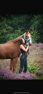 Serieuze Bijrijder aangeboden, Dieren en Toebehoren
