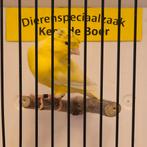 Duitse kuif kanarie man, Dieren en Toebehoren, Mannelijk, Kleurkanarie