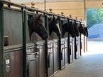 Paard(en) Box(en) Beschikbaar, Dieren en Toebehoren, Weidegang, 4 paarden of pony's of meer