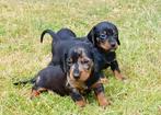 Mooie dwergteckel pups, puppy’s, CDV (hondenziekte), 8 tot 15 weken, Korthaar, Dwerg