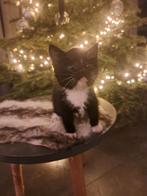 Kittens, Dieren en Toebehoren, Katten en Kittens | Overige Katten, Kater, Kortharig, 0 tot 2 jaar