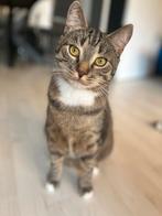 Herplaatsing kater van 2 jaar, Dieren en Toebehoren, Katten en Kittens | Overige Katten, Kater, Kortharig, 0 tot 2 jaar