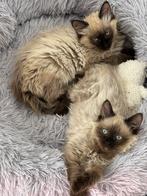 Te koop: 2 siamese kittens, Kater, 0 tot 2 jaar